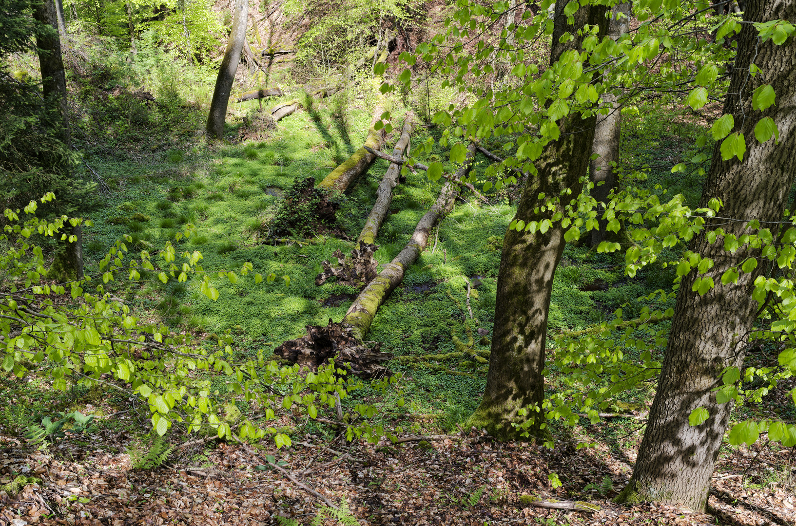 Waldmotive, hier: Blick auf eine Sumpflandschaft