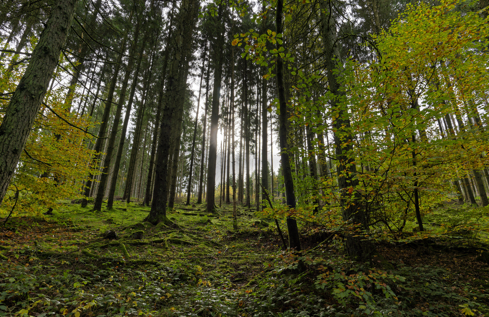 Waldmotive, hier: Blick durch den Fichtenwald