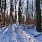 Waldmotive, hier: Blick durch den Winterwald