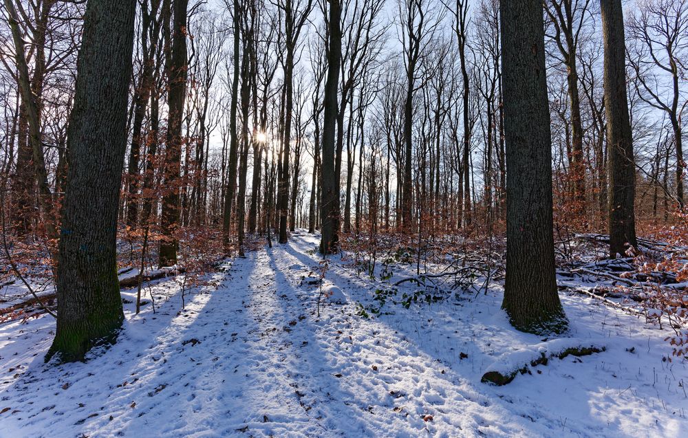 Waldmotive, hier: Blick durch den Winterwald