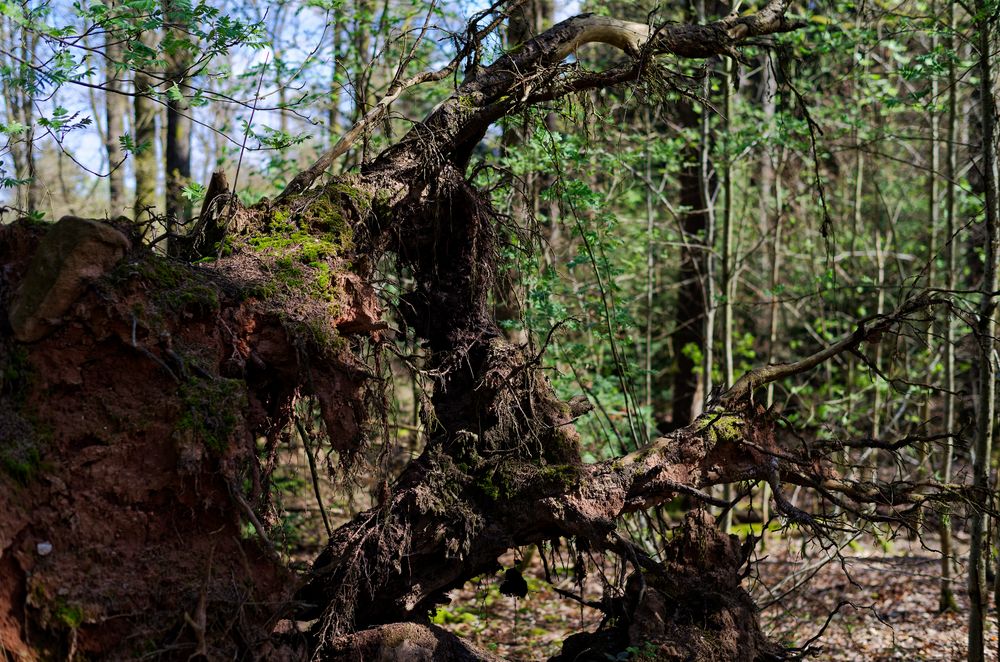 Waldmotive, hier: Blick durch den Wurzelteller