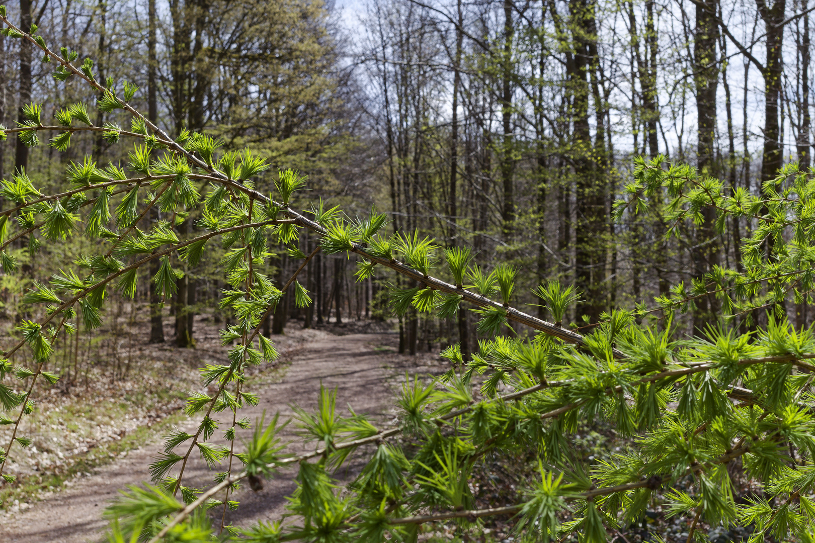 Waldmotive, hier: Blick durch die frühlingsgrünen Lärchenzweige