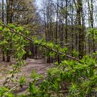 Waldmotive, hier: Blick durch die frühlingsgrünen Lärchenzweige