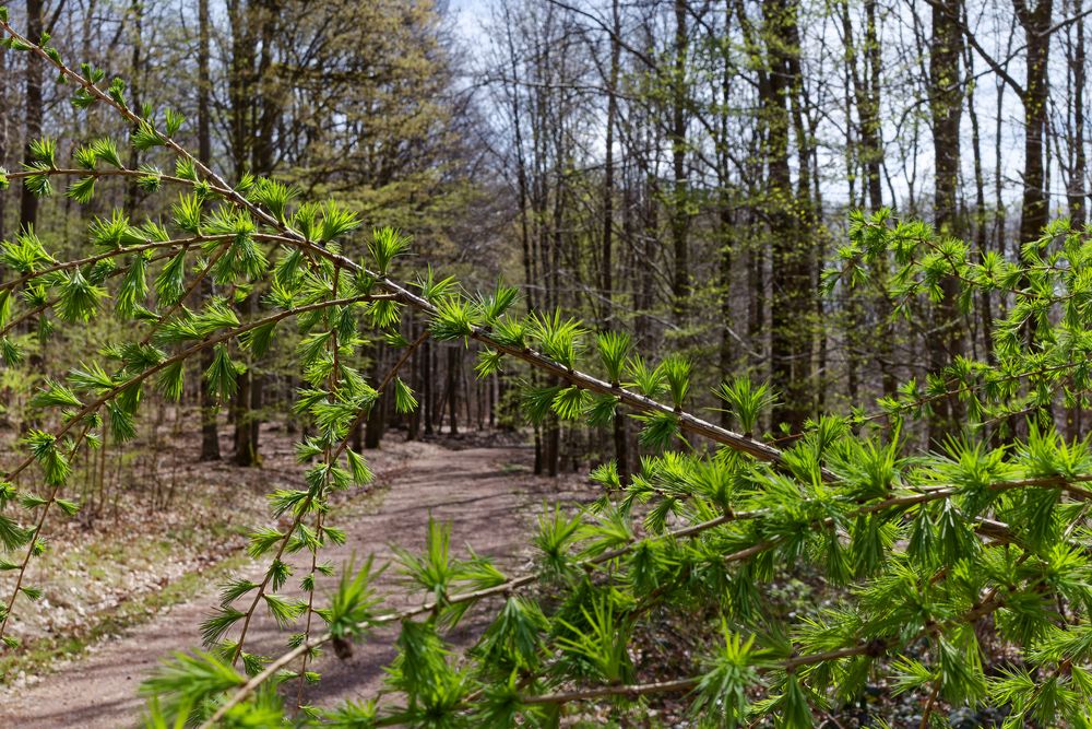 Waldmotive, hier: Blick durch die frühlingsgrünen Lärchenzweige