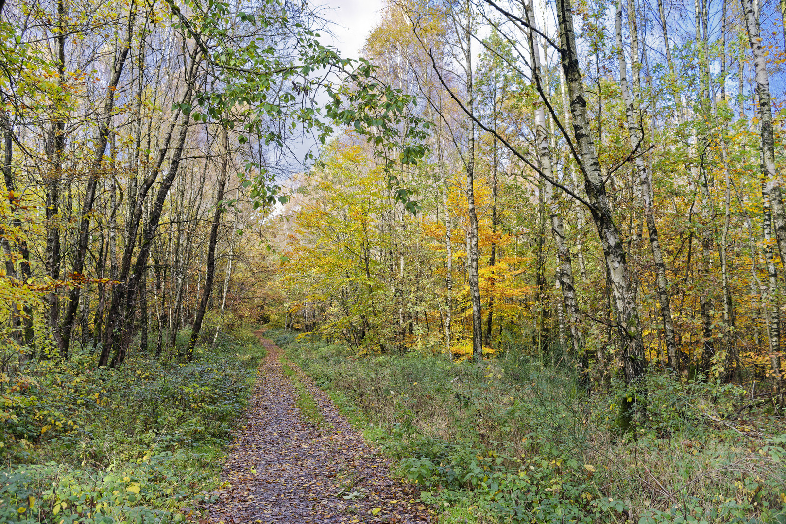 Waldmotive, hier: Blick durch einen Birkenwald