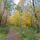 Waldmotive, hier: Blick durch einen Birkenwald