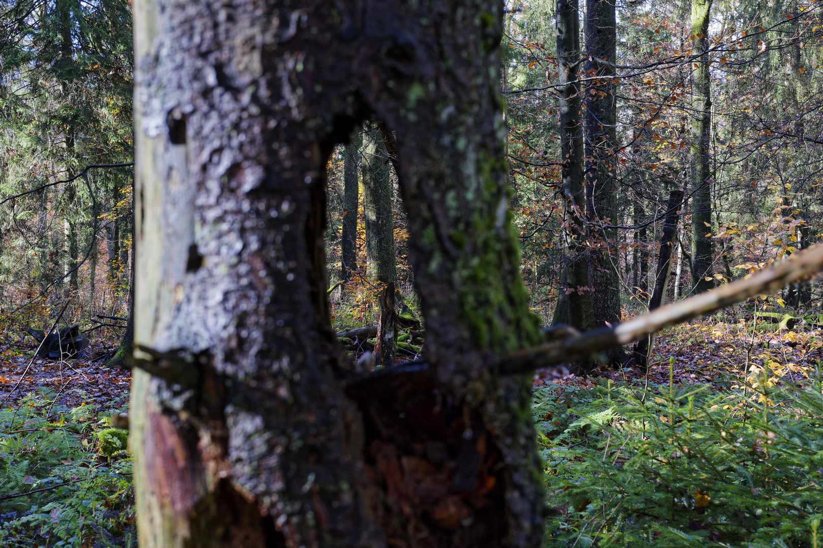 Waldmotive, hier: Blick durch einen Fichtentorso