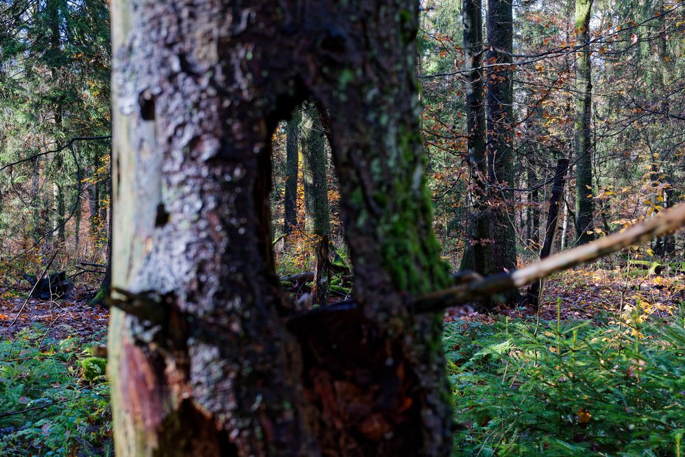 Waldmotive, hier: Blick durch einen Fichtentorso