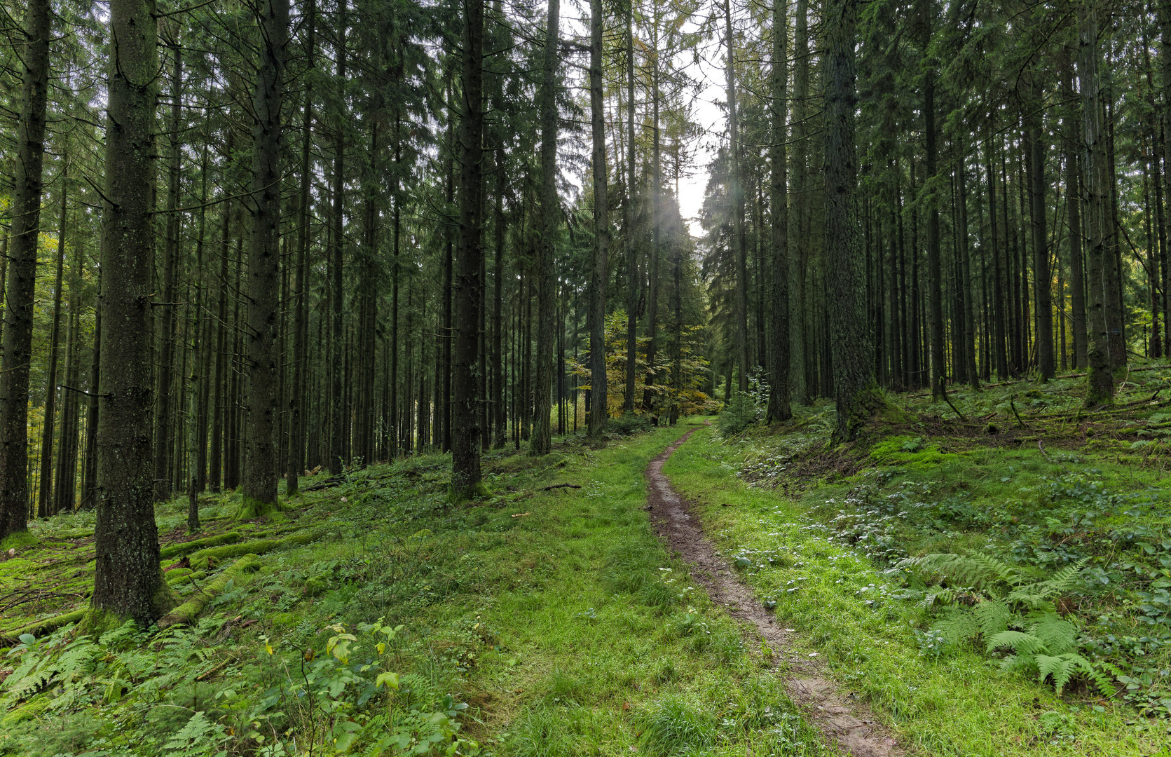 Waldmotive, hier: Blick durch einen Fichtenwald