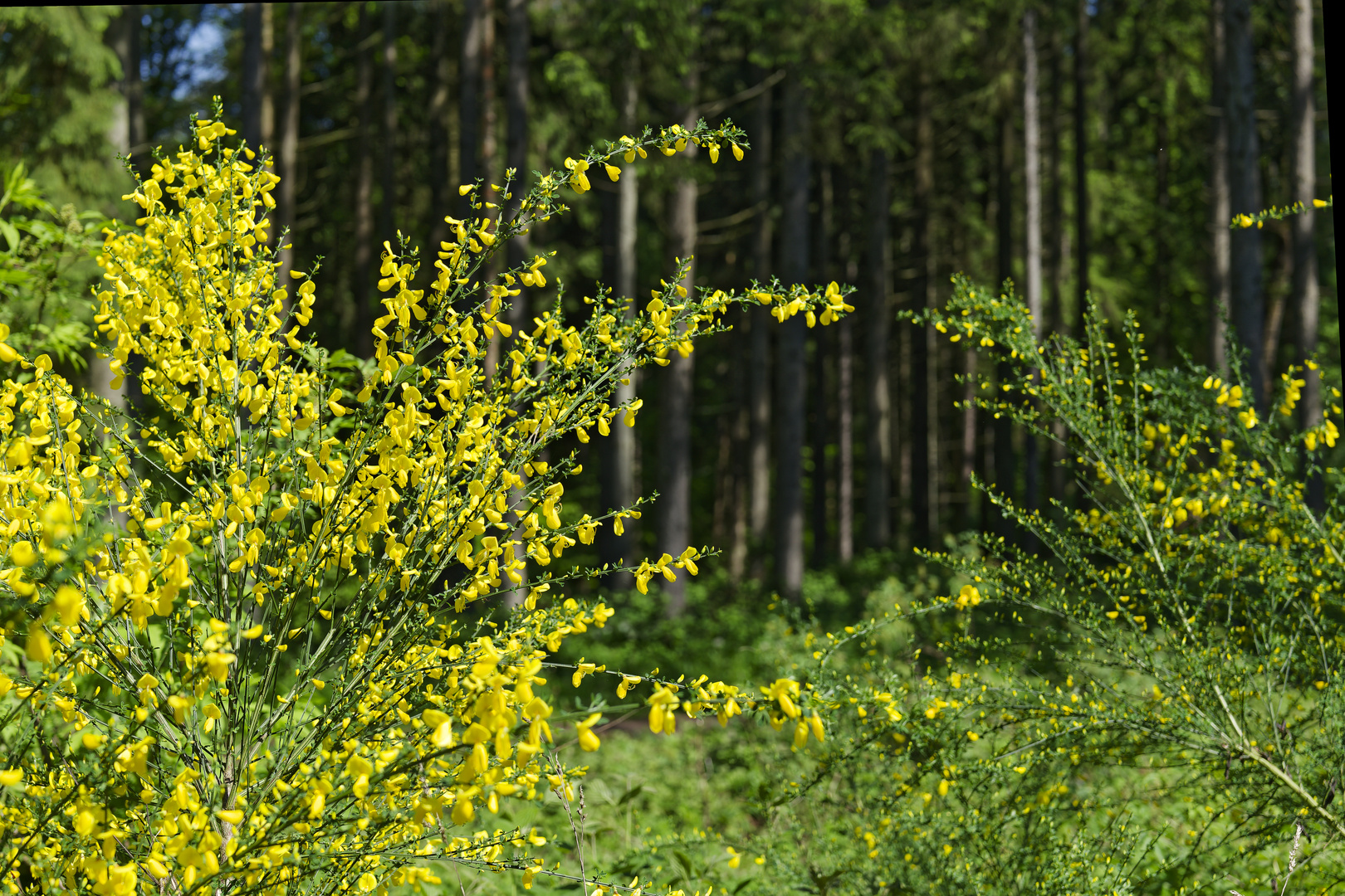 Waldmotive, hier: Blick durch Ginstersträucher in einen Fichtenwald