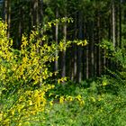 Waldmotive, hier: Blick durch Ginstersträucher in einen Fichtenwald