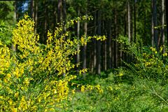 Waldmotive, hier: Blick durch Ginstersträucher in einen Fichtenwald