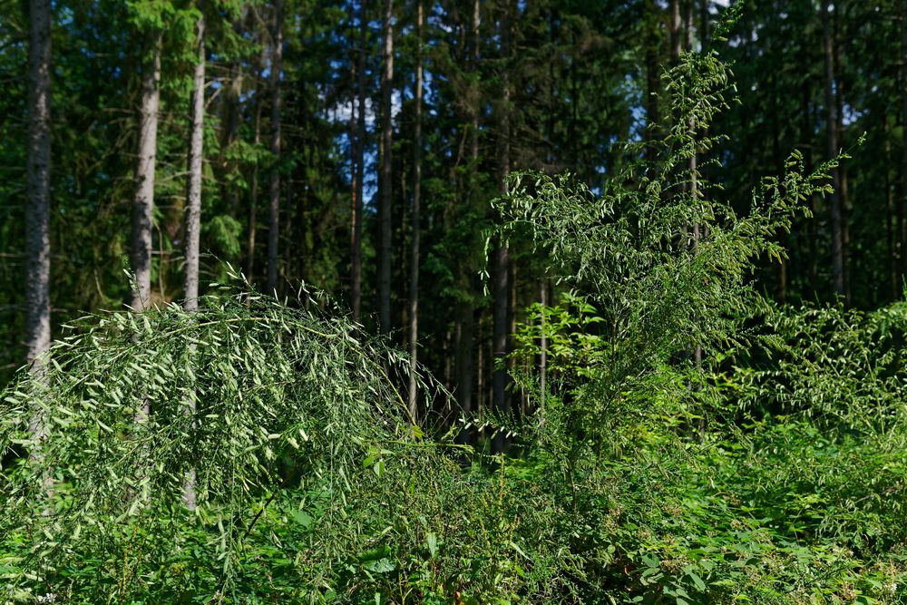 Waldmotive, hier: Blick durch Ginstersträucher in einen Fichtenwald