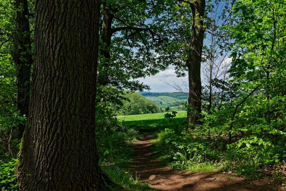 Waldmotive, hier: Blick in die Frühlingslandschaft