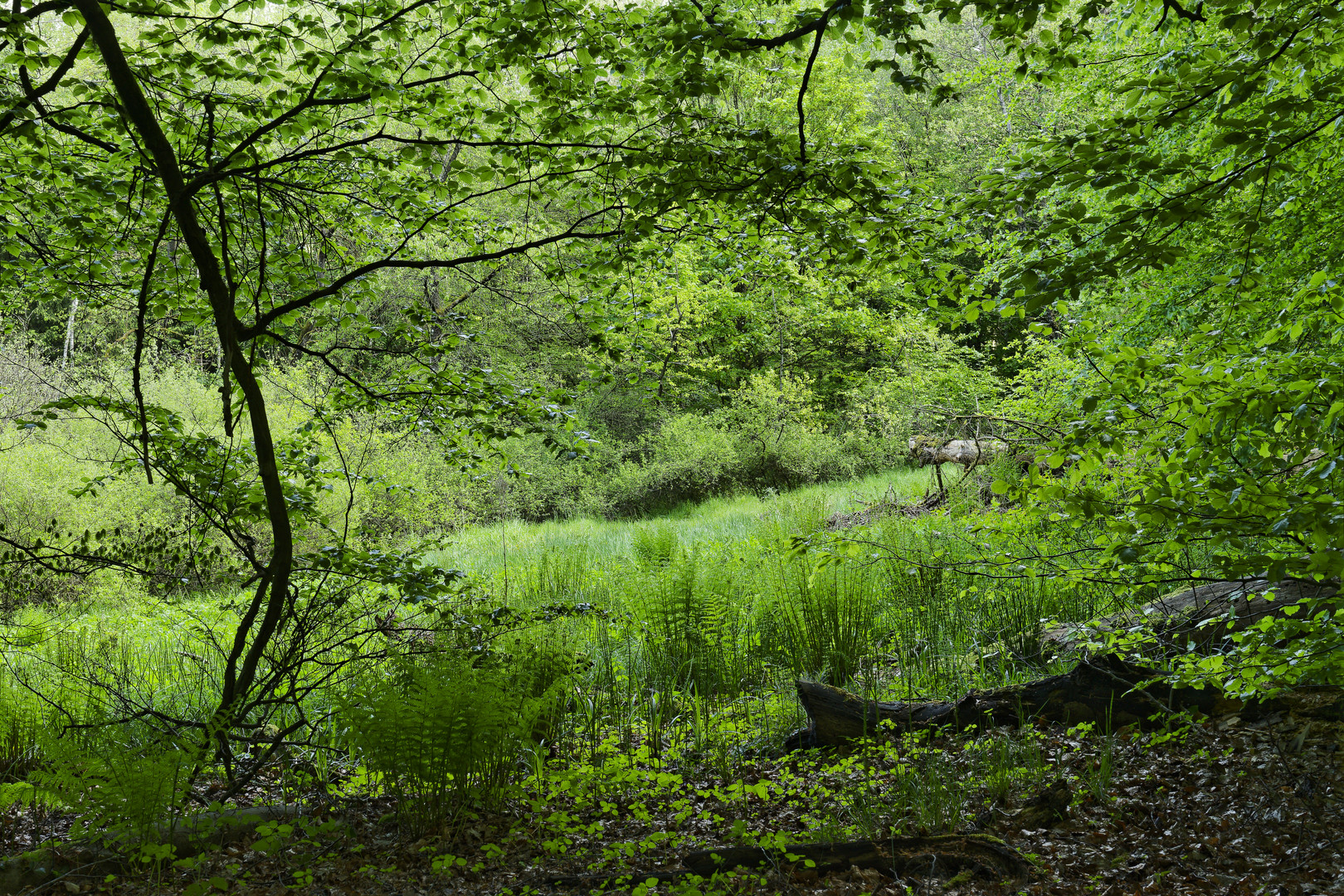 Waldmotive, hier: Blick in eine Waldlichtung