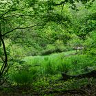 Waldmotive, hier: Blick in eine Waldlichtung