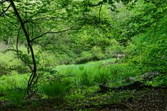 Waldmotive, hier: Blick in eine Waldlichtung