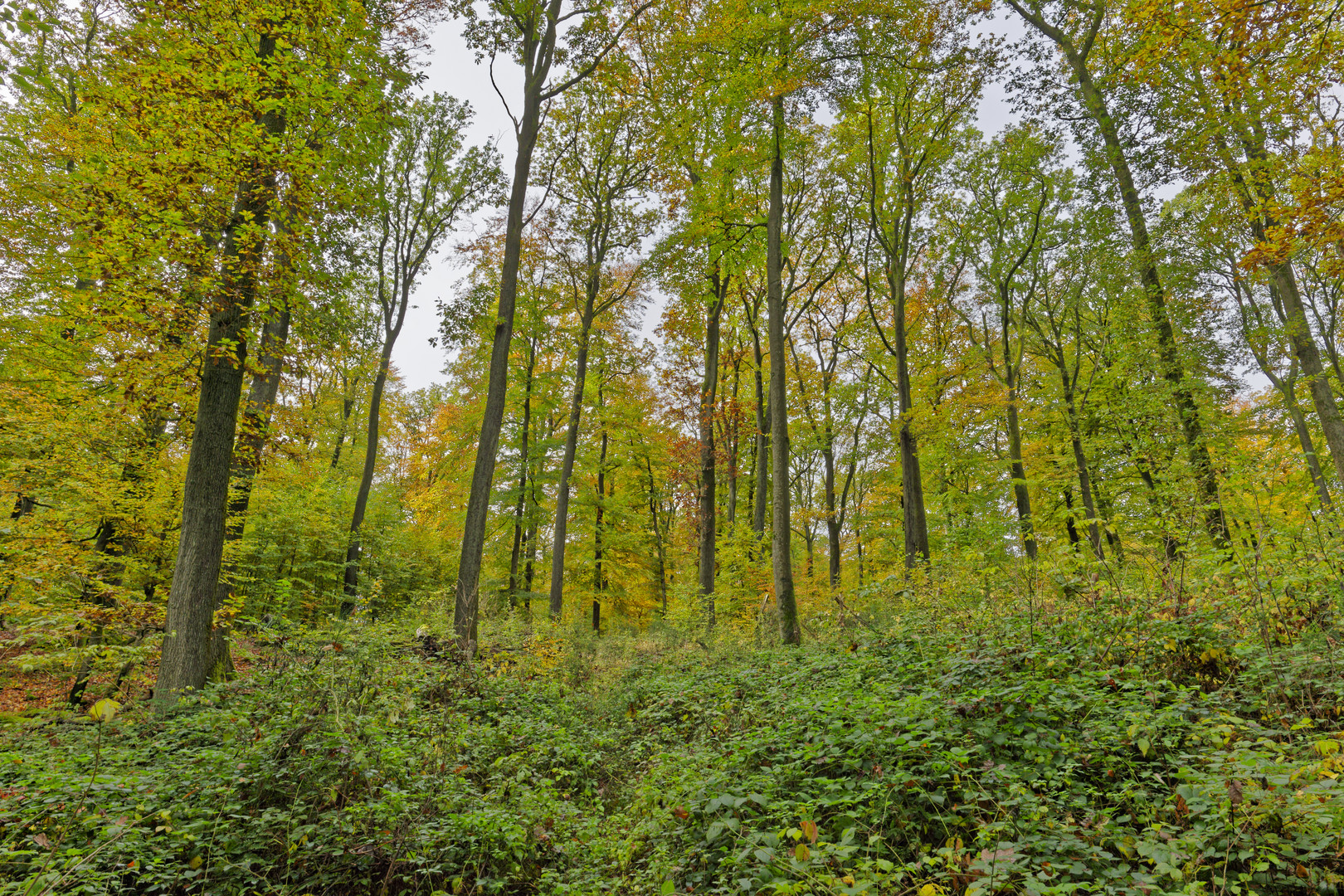 Waldmotive, hier: Blick zu den Baumkronen