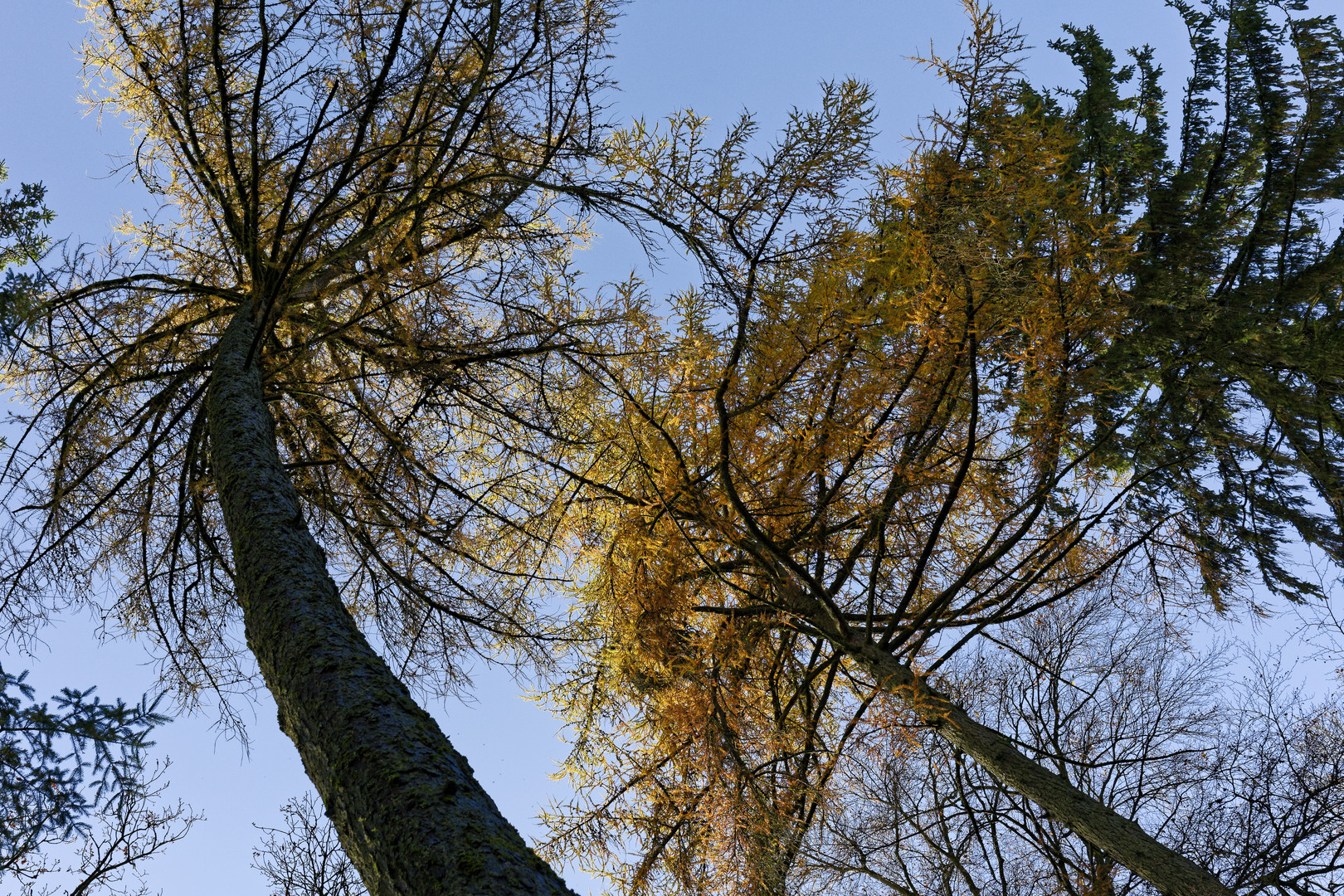 Waldmotive, hier: Blick zu den Lärchenkronen