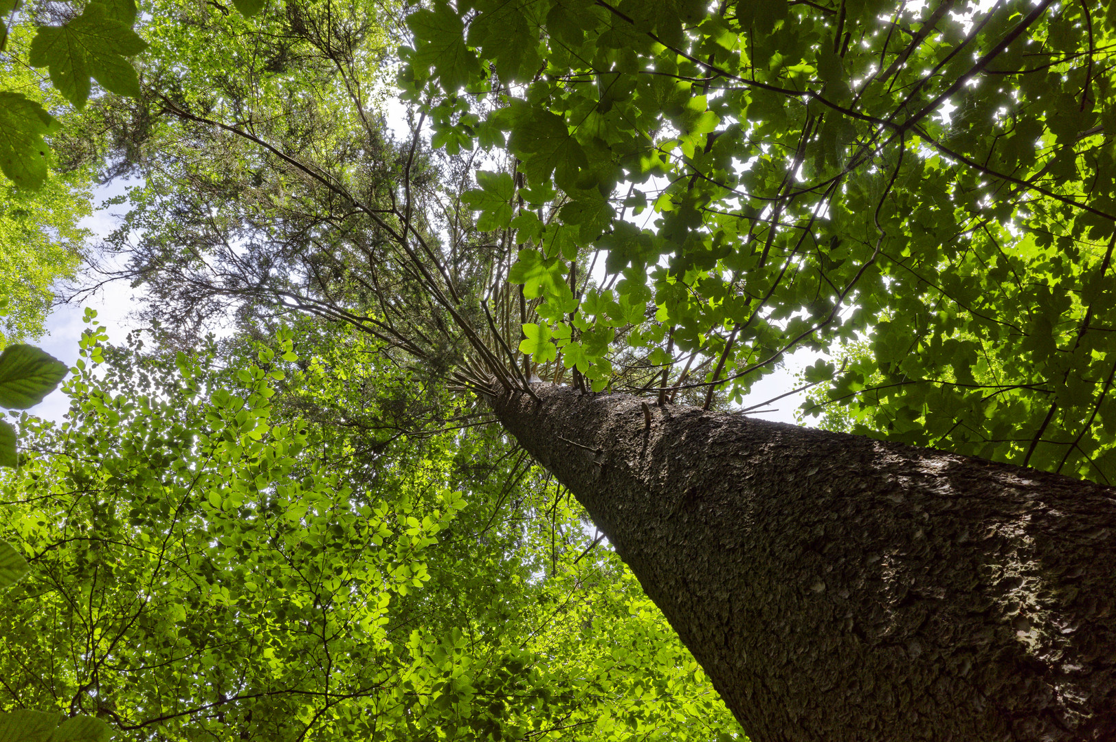 Waldmotive, hier: Blick zur Fichtenkrone