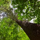 Waldmotive, hier: Blick zur Fichtenkrone