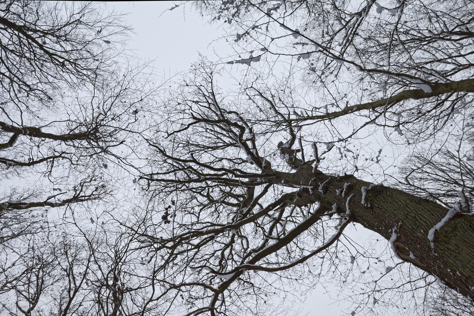 Waldmotive, hier Blick zur verschneiten Eichenkrone