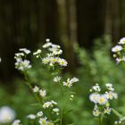 Waldmotive, hier: Blütenstände des Feinstrahls