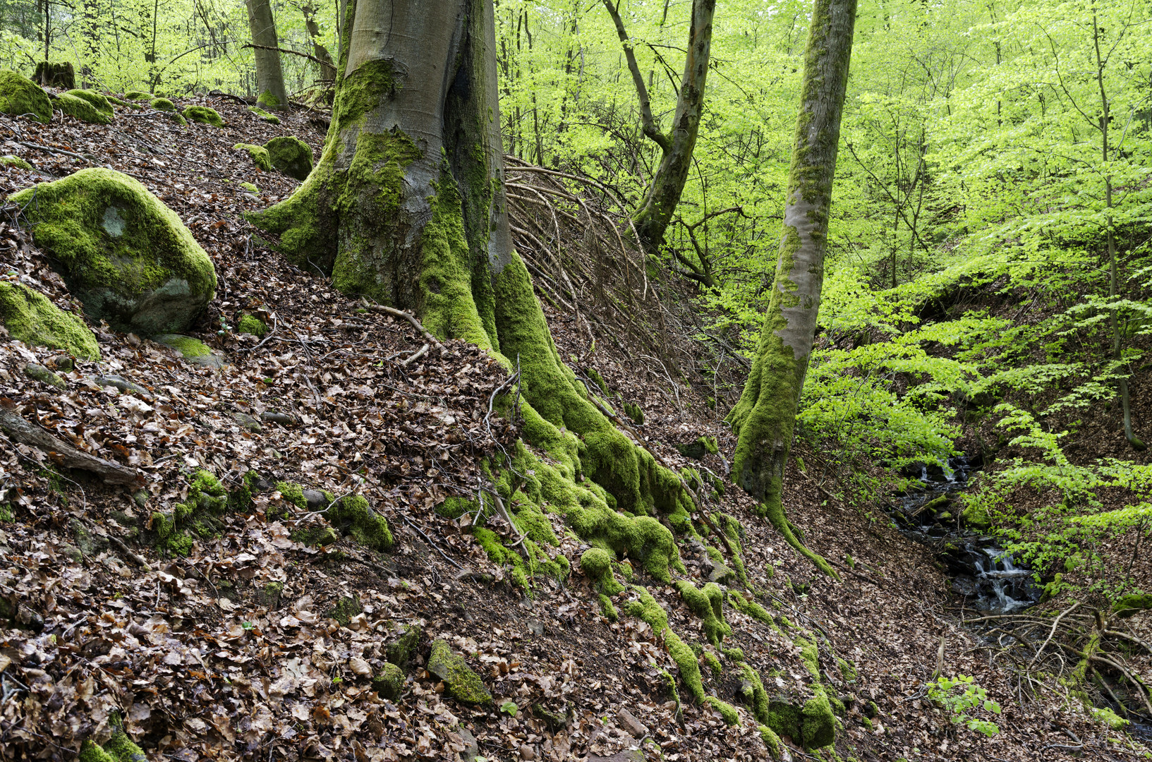 Waldmotive, hier: Buche am Abhang