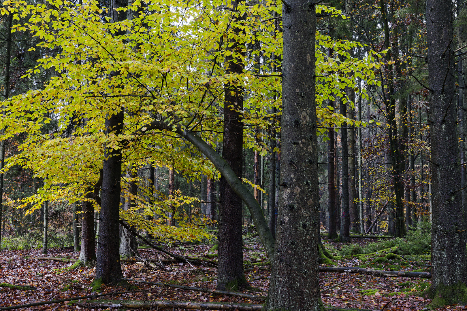 Waldmotive, hier: Buche im Fichtenwald