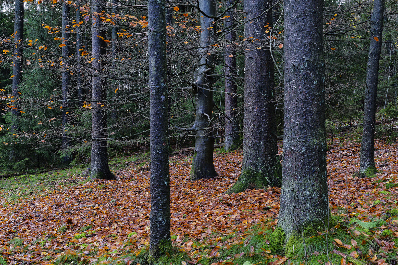 Waldmotive, hier: Buche im Fichtenwald