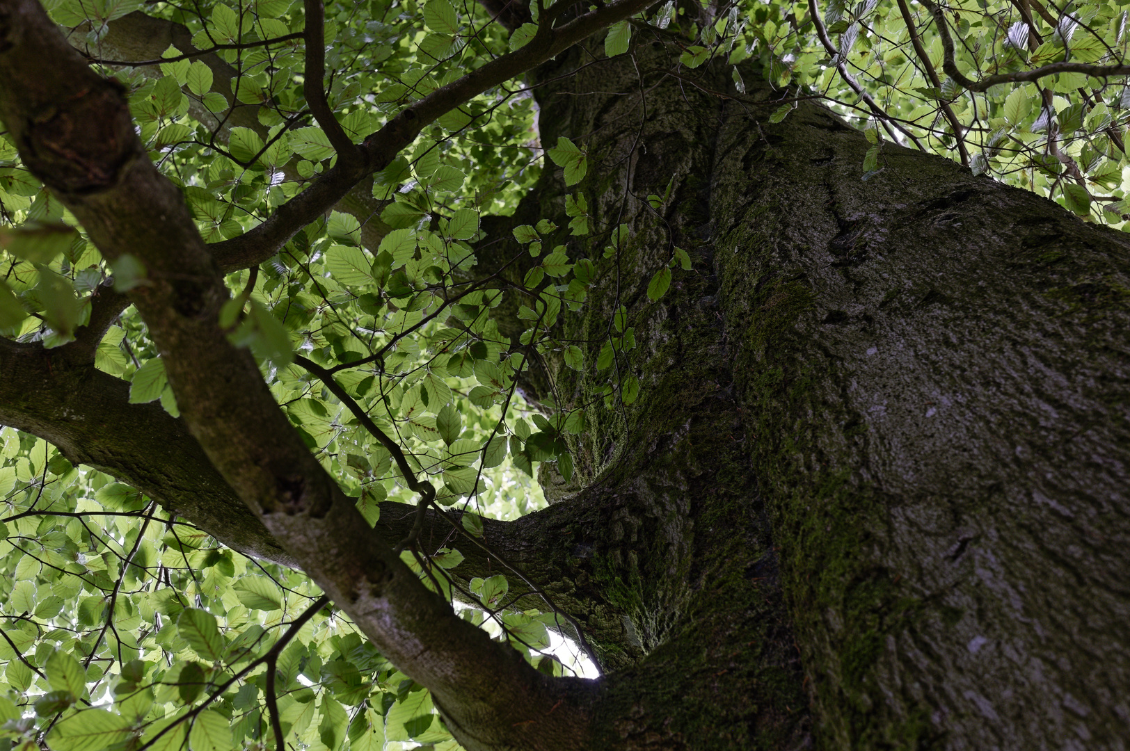 Waldmotive, hier: Buchengeäst