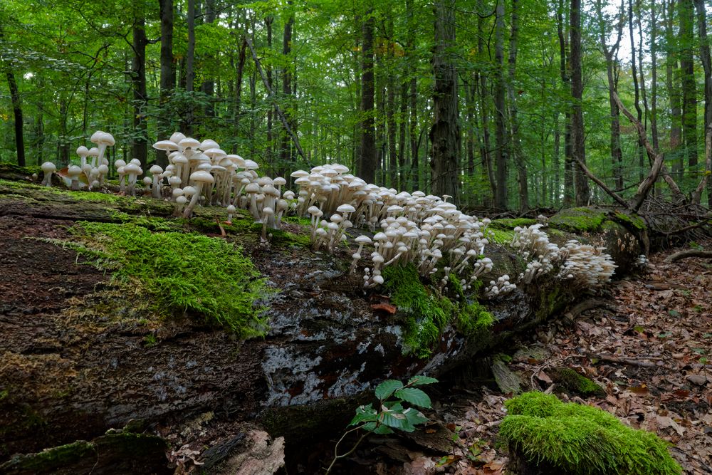 Waldmotive, hier: Buchenschleimlinge auf morschem Buchenstamm