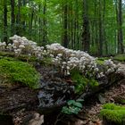 Waldmotive, hier: Buchenschleimlinge auf morschem Buchenstamm