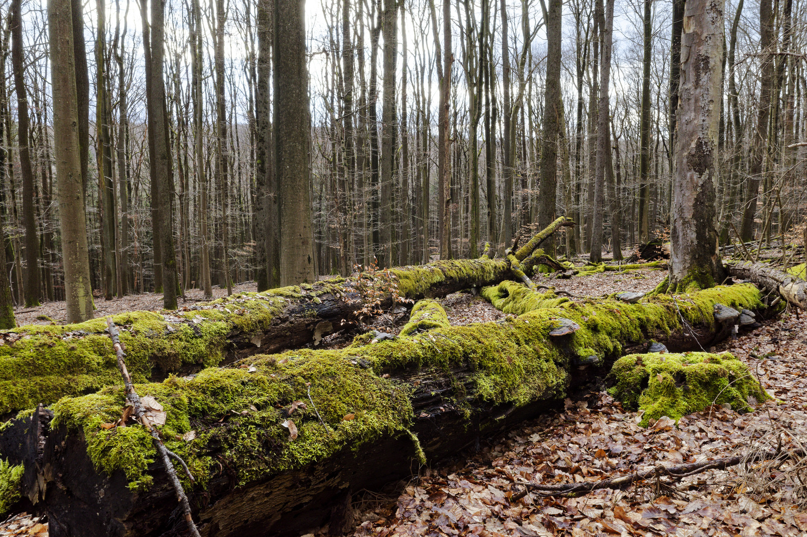 Waldmotive, hier: Buchenstämme im Mooskleid