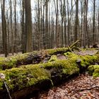 Waldmotive, hier: Buchenstämme im Mooskleid