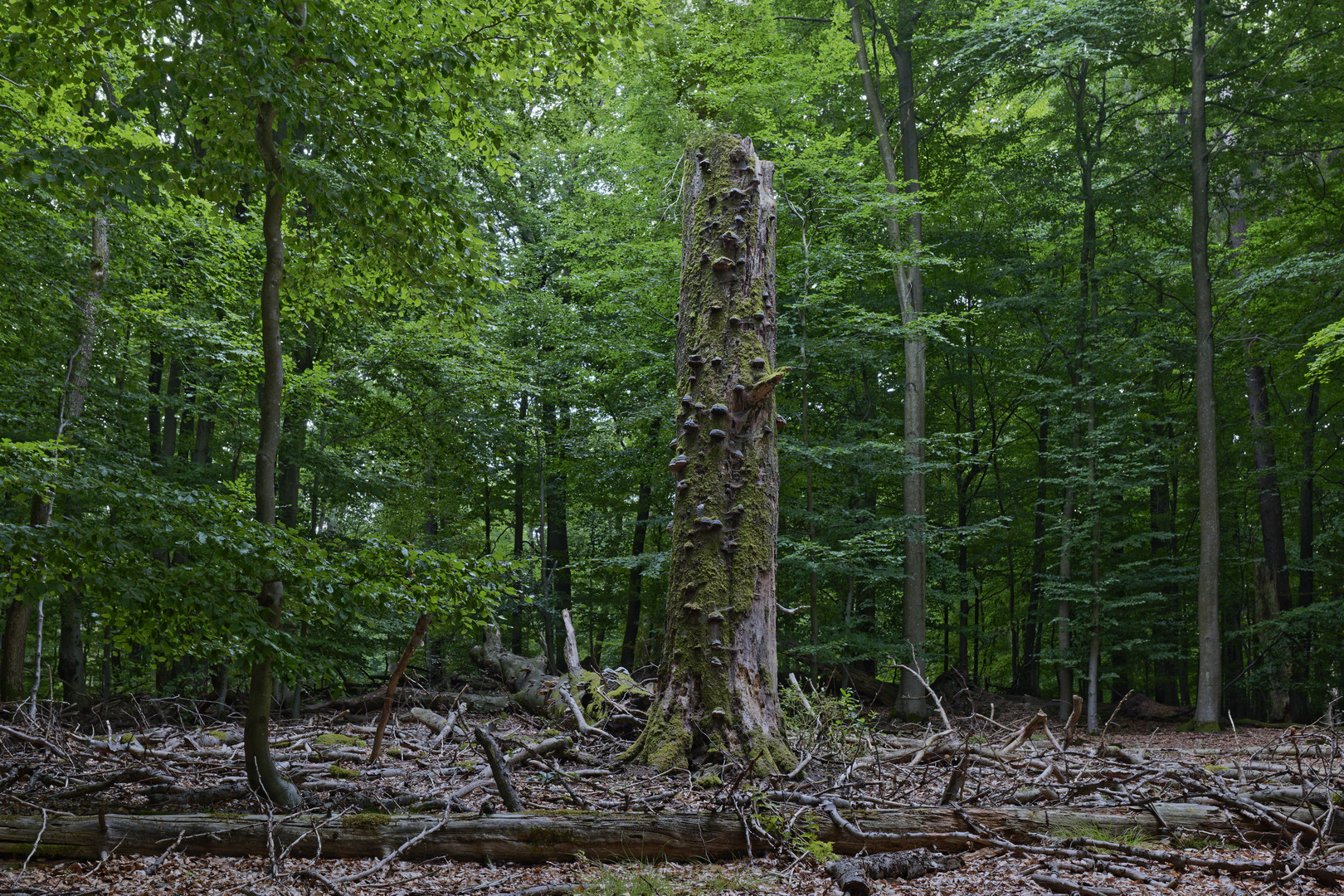 Waldmotive, hier: Buchentorso mit Baumpilzen