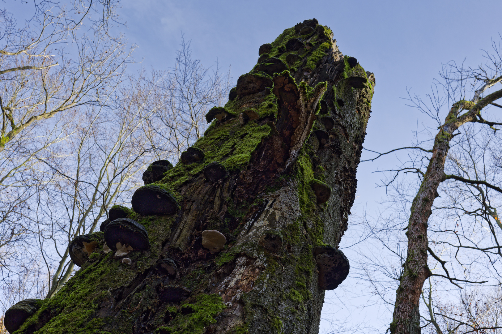 Waldmotive, hier: Buchentorso mit Baumschwämmen