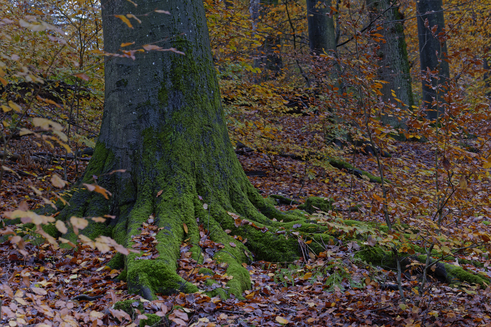 Waldmotive, hier: Buchenwurzeln