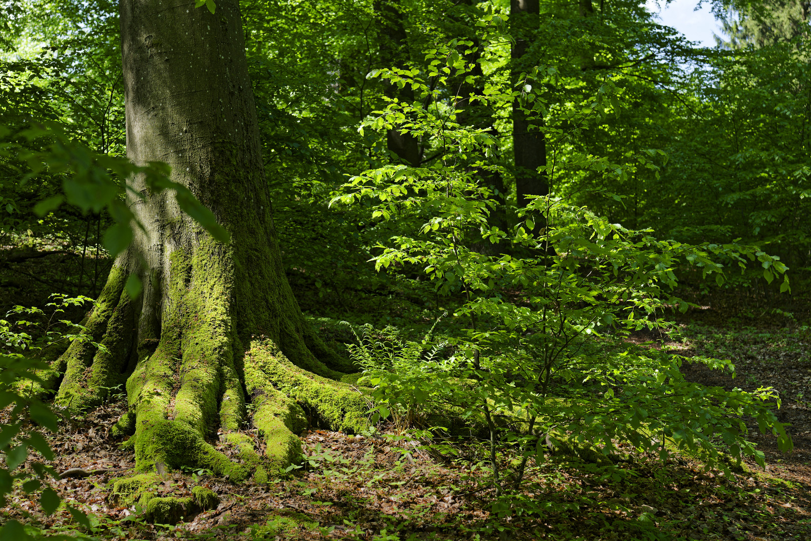 Waldmotive, hier: Buchenwurzeln