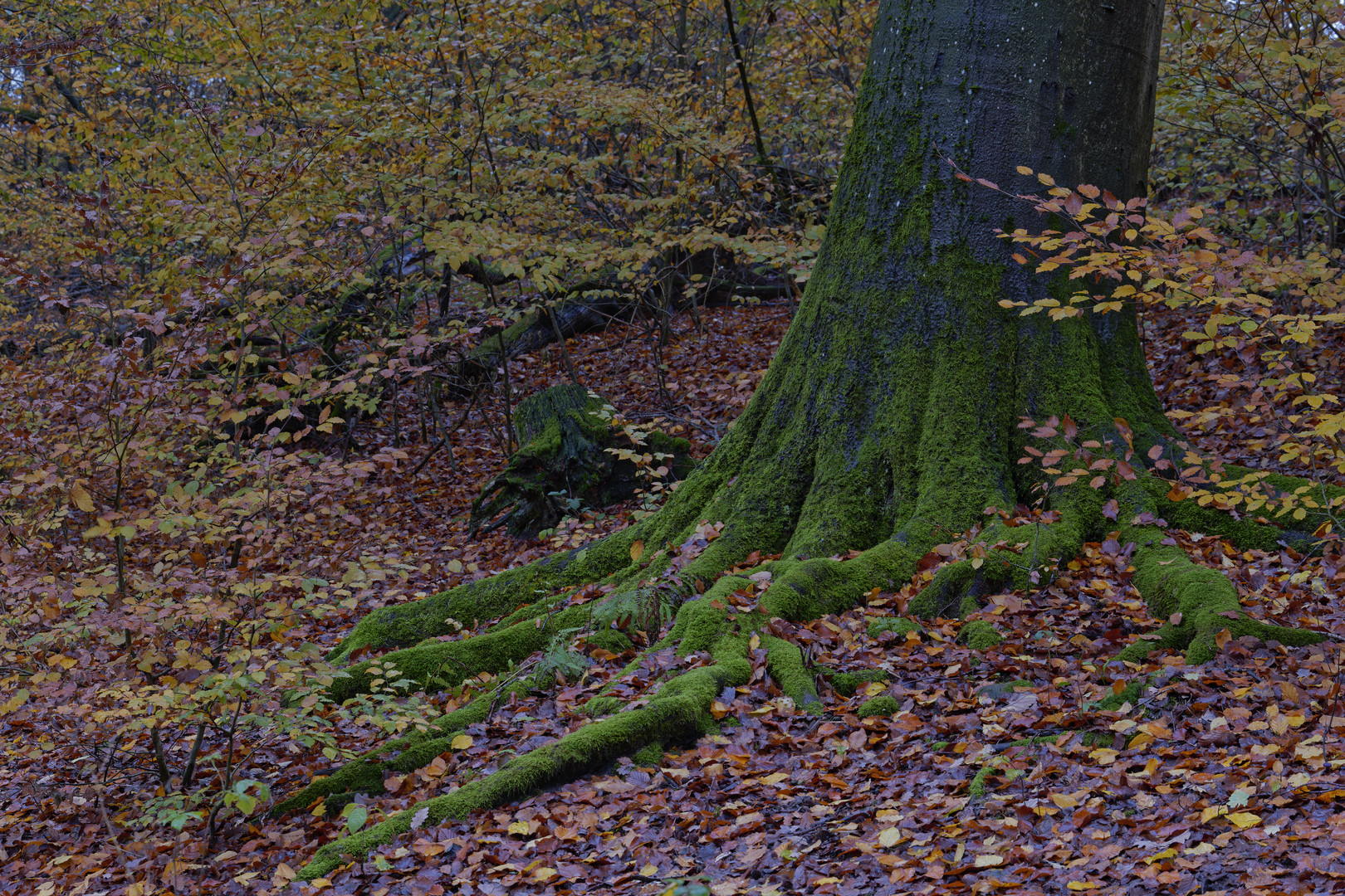 Waldmotive, hier: Buchenwurzeln