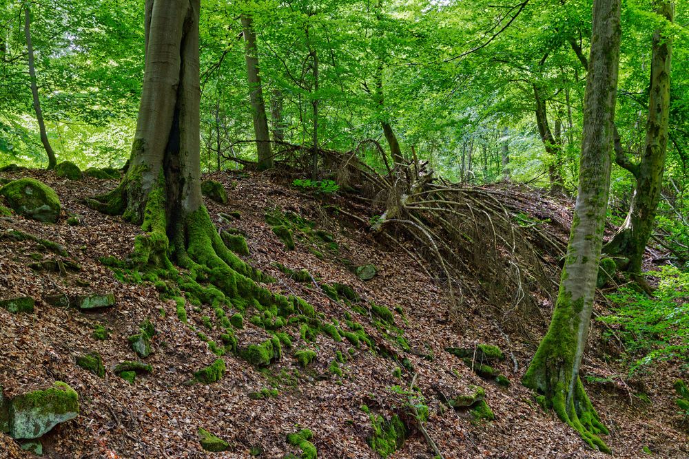 Waldmotive, hier: Buchenwurzeln 