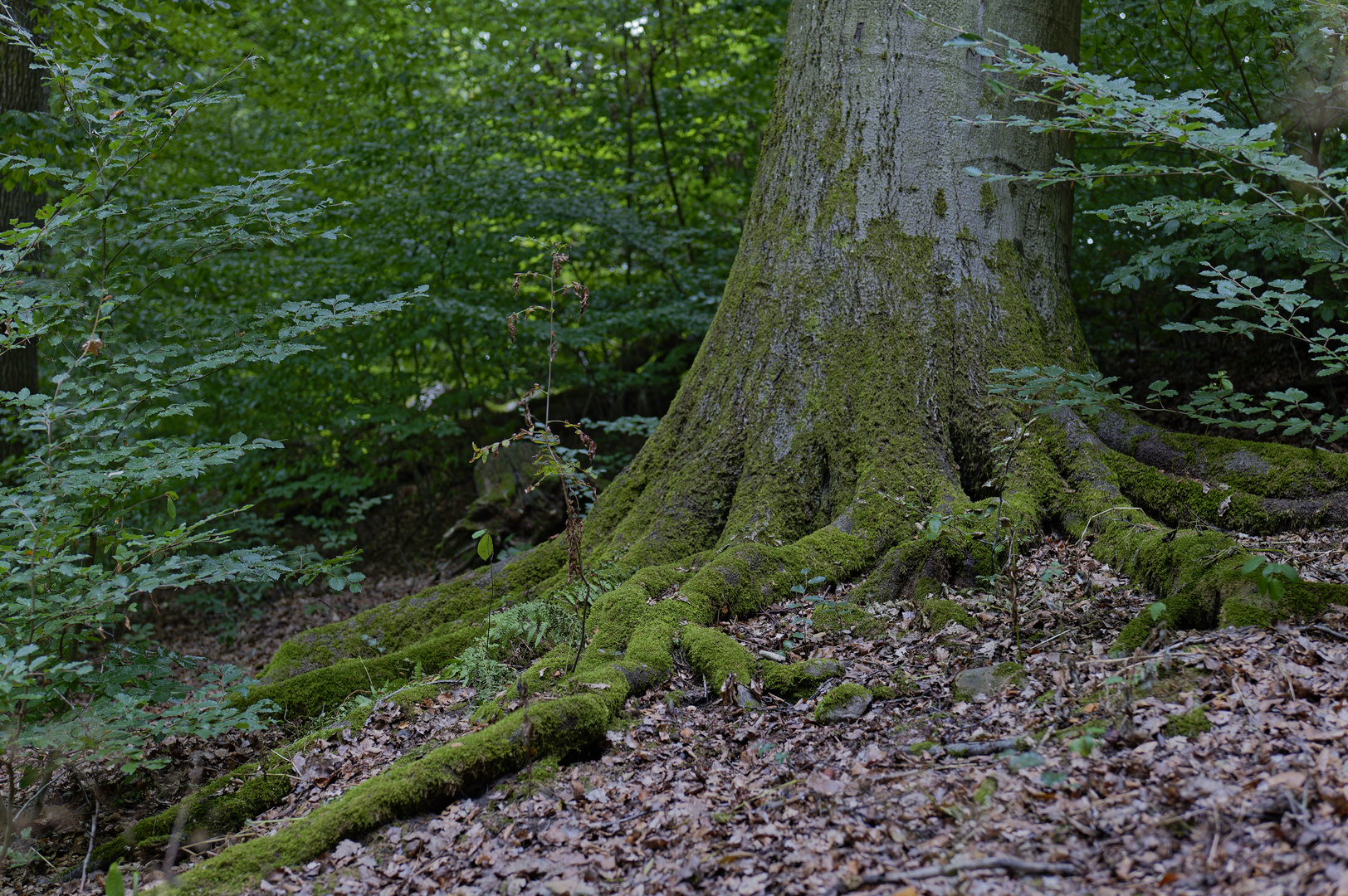 Waldmotive, hier: Buchenwurzeln