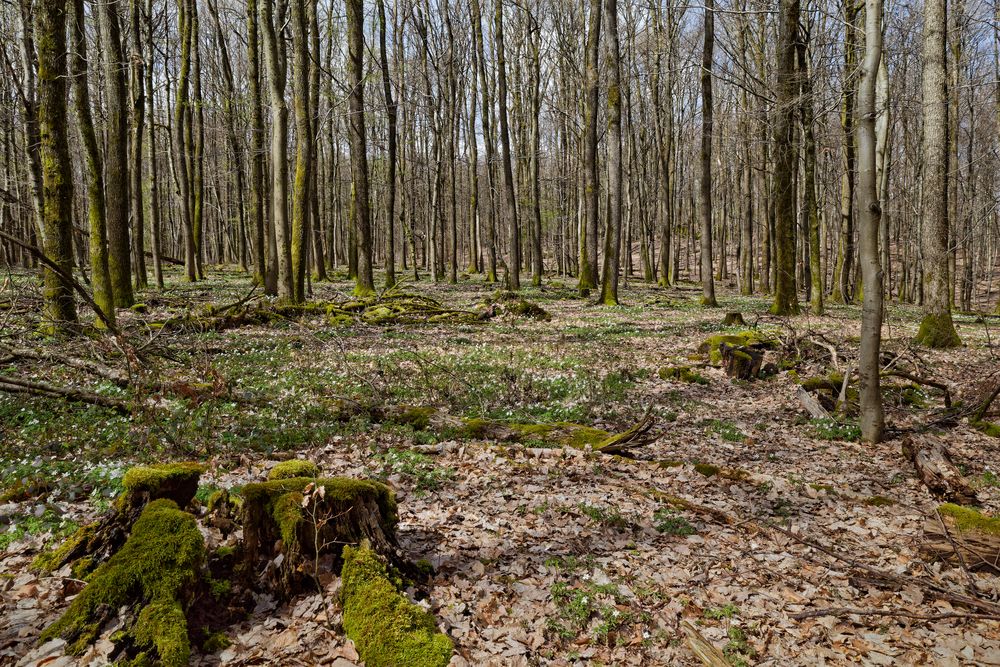 Waldmotive, hier: Buschwindröschen