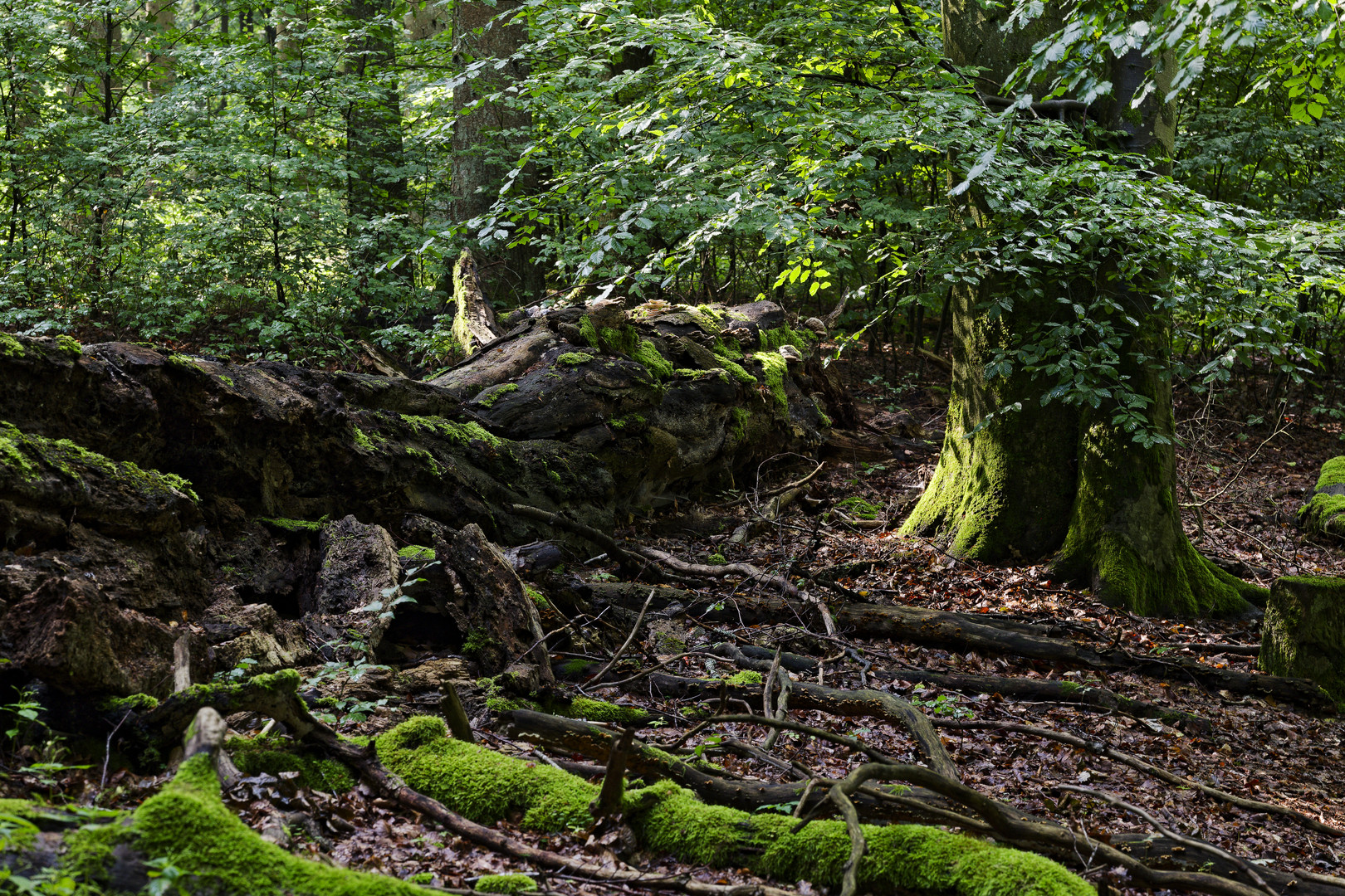 Waldmotive, hier: das Ende einer mächtigen Buche