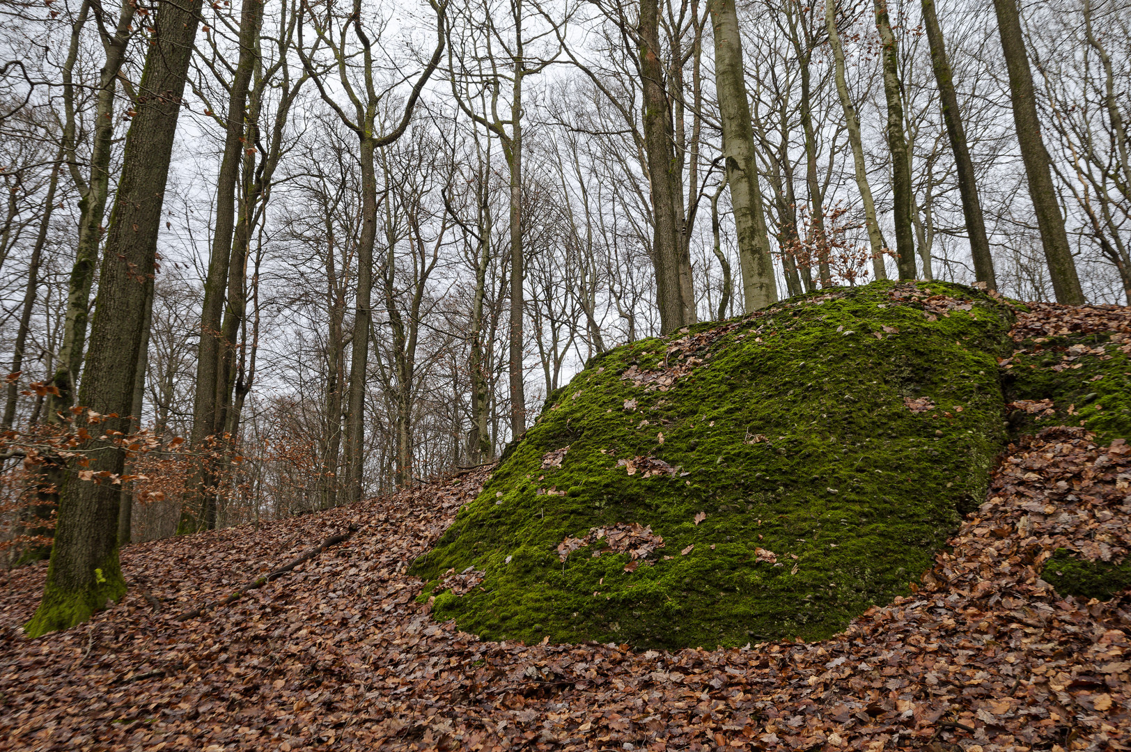 Waldmotive, hier: der grüne Felsbrocken