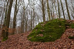 Waldmotive, hier: der grüne Felsbrocken