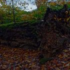 Waldmotive, hier: der Kreislauf der Natur