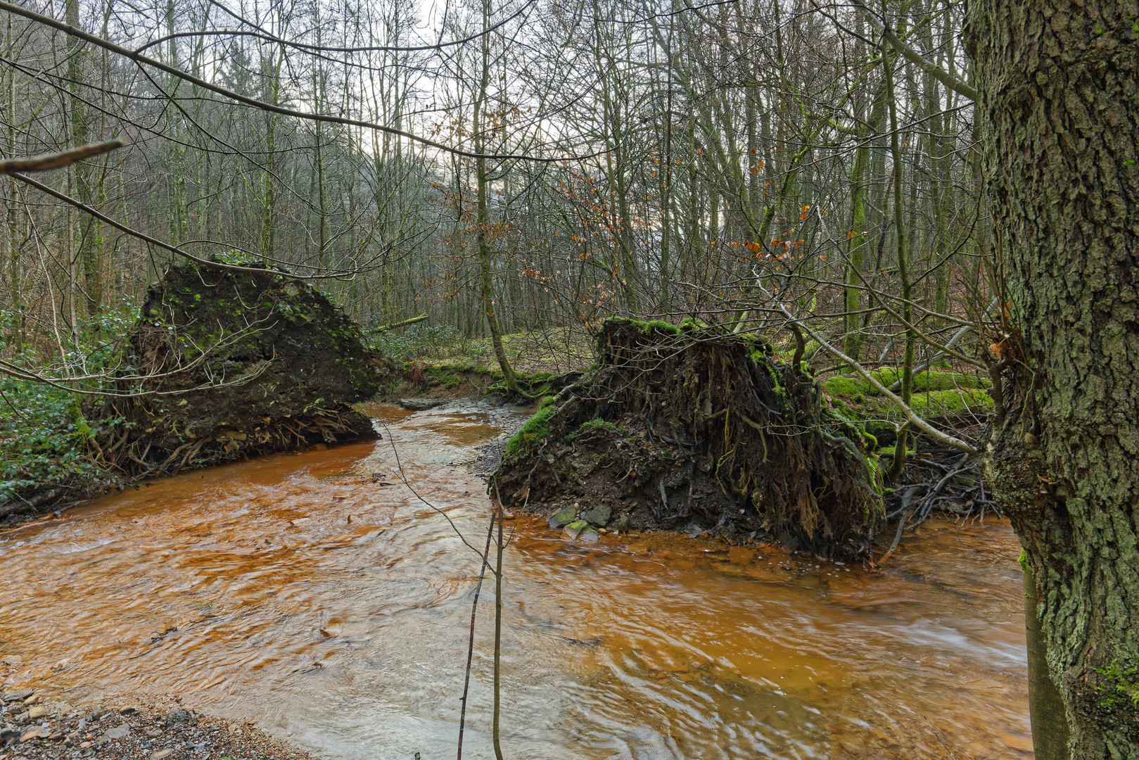 Waldmotive, hier: der rote Netzbach (4)