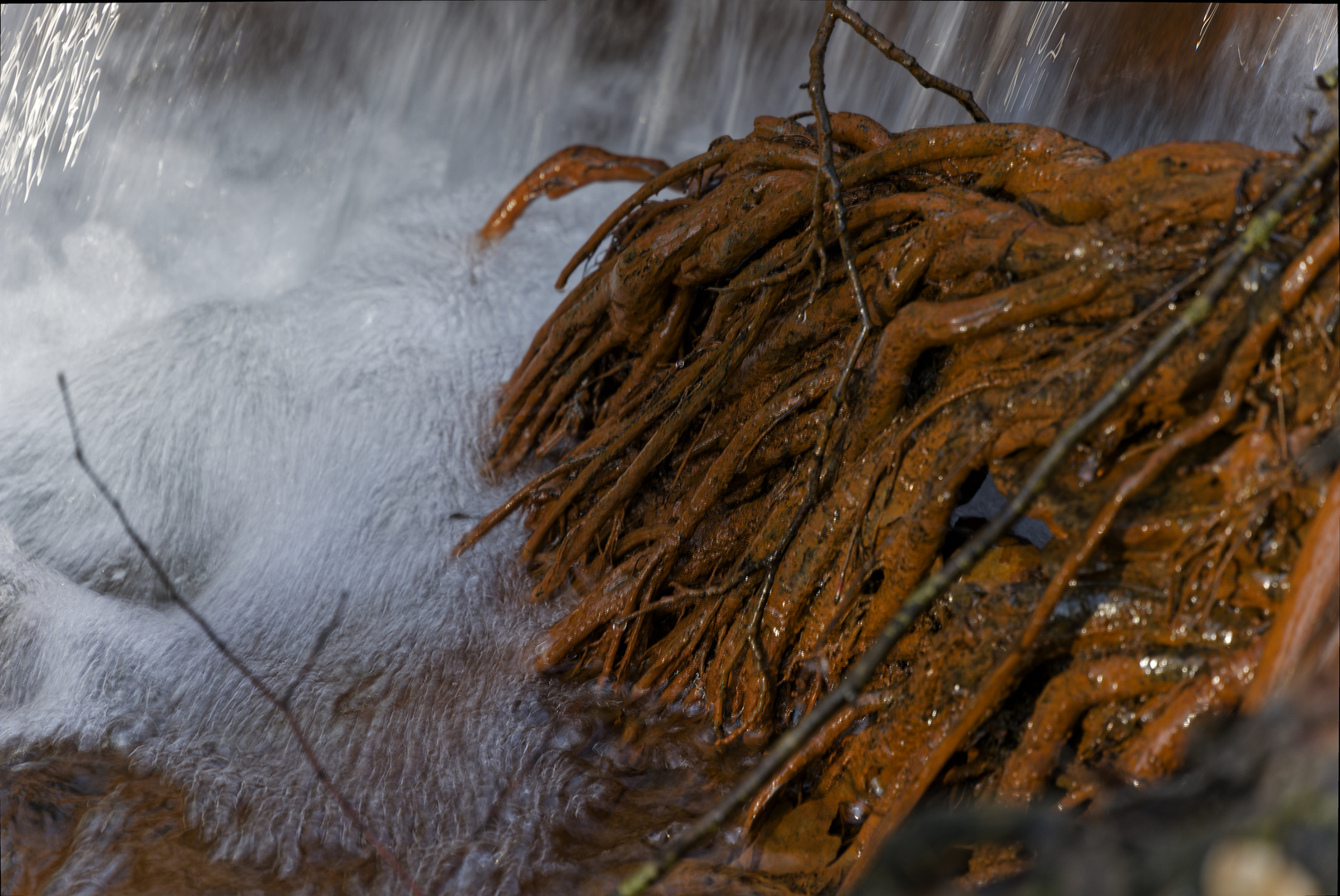 Waldmotive, hier: der rote Netzbach (6)