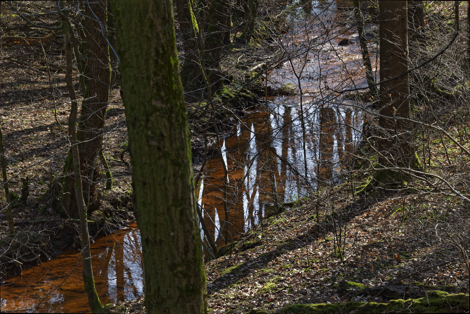 Waldmotive, hier: der rote Netzbach